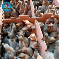 dod bebek petelur raja/ratu