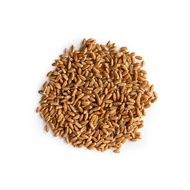 Small pack wheat grass seeds 75g (cat plant)