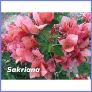 ⁎ ✺ ✌ SALE!!! ROOTED RARE BOUGAINVILLEA