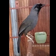 burung poksay hongkong pipi hitam jantan pilihan