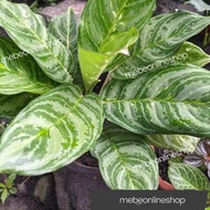♞,♘,♙(36) BRILLIANT Aglaonema Uprooted Live Plants (Luzon only)
