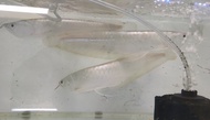 Platinum Silver Arowana 10 inci+- live fish Ikan hidup