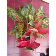 Ys7 Tiara - Tanaman s Aglonema / Aglaonema