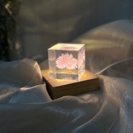 關山櫻/重瓣櫻花Sakura 標本/稀有真花精選禮品
