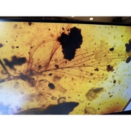 {BoneHolic Time Space Capsule} Myanmar Amber Worm Feather Dinosaur Birds Rare