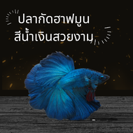 ปลากัดฮาฟมูนชายสวยงาม คัดเกรดสีน้ำเงิน (มีประกันสินค้า) B03