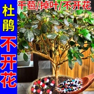 有機肥 花肥 開花肥 肥料 氮磷鉀 磷鉀肥 磷酸二氫鉀 杜鵑花專用肥急救盆栽發黃葉斑病枯葉不開花映山紅植物四季開花肥