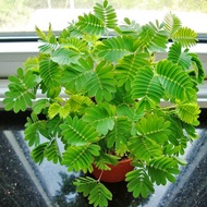 Mimosa Small Potted Flowers Indoor Balcony Plants with Roots Fun Green Plants Foliage Foliage Foliag