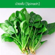 เมล็ดพันธุ์ ปวยเล้ง (Spinach) 100 เมล็ด ปลูกง่าย ปลูกได้ทั่วไทย