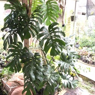 - MONSTERA DELICIOSA KING JUMBO -