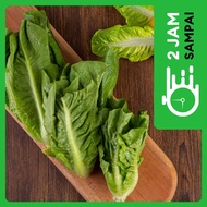 Lettuce Romaine  (250 - 350 gram / pack)