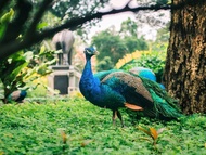 Tiket Kebun Binatang & Kebun Raya Saigon di Ho Chi Minh City