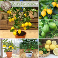 [Easy to grow in the Philippines] Dwarf Lemon Seeds for Planting (Approximately 15 seeds per pack) Fruit Seeds Bonsai Tree Live Plants Balcony Fruits Potted  Lemon Tree Seeds Bonsai Fruit Trees for sale Indoor and Outdoor Real Plants Vegetable Plants