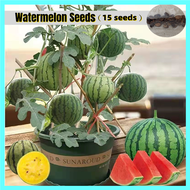 ปลูกง่าย ปลูกได้ทั่วไทย ของแท้ 100% 15pcs เมล็ดพันธุ์แตงโม Watermelon Seeds Sweet and Delicious Bonsai Fruit Seed คุณค่าทางโภชนาการที่ดีต่อสุขภาพและสูง เมล็ดพันธุ์ผลไม้ ต้นบอนไซ ไม้ประดับ พันธุ์ไม้ผล ระเบียงชมวิว Plants เมล็ด คุณภาพดี ราคาถูก