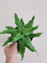 Cryptanthus Green Starlight with FREE white plastic pot, pebbles and garden soil (Live plant and Indoor plant)