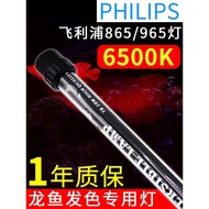 [Available] Red Arowana Special Light Philips 865/965 Wick Arowana Light T8 Diving Light Fish Tank W