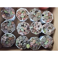 NMS/Lithops/Succulent/Cactus With Rooted Mix Colour Living Stones/Live Plant/Pokok Hiasan/混色生石花 屁屁花(八角菱形盆 8.5cm POT)