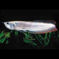 Arwana Arowana Silver Brazil