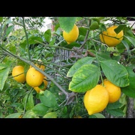 Bibit Jeruk Lemon California Kondisi Berbuah