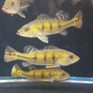 pbass kelberi