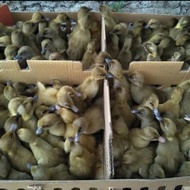 DOD Bebek Petelur Lokal - Anak Bebek Petelur - Bibit Bebek Petelur 