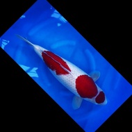 IKAN KOI IMPORT NIIGATA MARUTEN STEP 3 KOHAKU SIZE 57CM