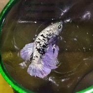 ikan cupang avatar cooper gold (AVC MALE)