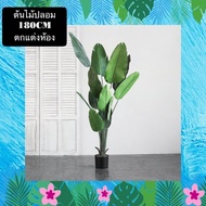TS061J014 TROPACL ต้นไม้ปลอม ต้นไม้ประดับ Traveler banana 180ซม. ต้นไม้แต่งห้อง ต้นไม้ทรงสูง ARTIFIC