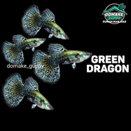 Hiasan aquarium ikan guppy green dragon