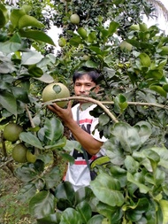 กิ่งส้มโอพันธุ์ขาวใหญ่  ส้มโอเวียงแก่น จ.เชียงรายของดีต้องบอกต่อ ขึ้นชื่อระดับประเทศ  แบบกิ่งตอน 99 บาท