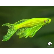 Danios Fish Assorted color Enhancer (4 pcs)