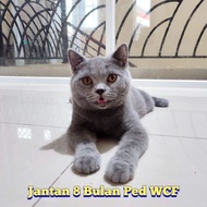 Terbaru Kucing British Shorthair Bsh Jakarta Timur