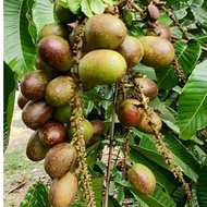 Baja Pokok matoa Buah longan Brazil 1kg (BUAH KRISTAL)