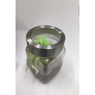 500gm. Sacha inchi (skin) oil and bran. For skin care 100% 0rganik beans sacha.