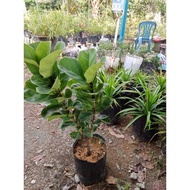 POKOK FIDDLE FIG DLM POLYBEG / INDOOR PLANT