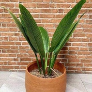 NEW!!! TANAMAN HIAS PHILODENDRON LINET TERPERCAYA!