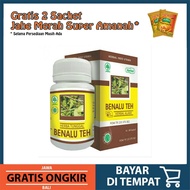 Obat Kanker Hiu Benalu Teh - Obat Herbal Kanker Kangker Darah Leukimia Payudara Serviks Tulang Kista