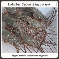 Lobster Laut Fresh Segar 1 kg isi 4-6