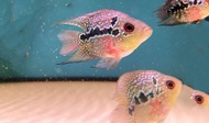 KAMFA Baby Flowerhorn (Thailand) Full Body Shine