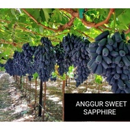 Anak Pokok Anggur / Grape Sweet Sapphire Seedless