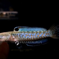 channa pulchra 10cm