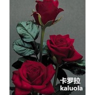陽台室內四季易種活玫瑰花種子 盆栽花籽，品種：卡羅拉