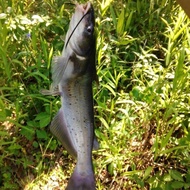 ikan predator/ikan koloni/ikan catfish/Colombia Catfish
