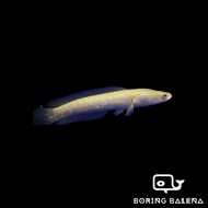 BRBN Albino Channa (Red-Eye) - Albino Northern Snakehead - Channa - Snakehead - Albino Fish - Ikan C