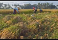 BIBIT BENIH PADI VARIETAS INPARI 43 BERAT ORIGINAL 5KG