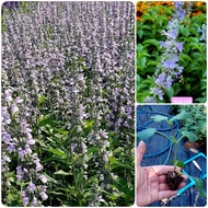 ต้นซัลเวีย ต้นซัลเวียร์ ซัลเวีย ซัลเวียร์ Amistad Salvia Anthony Parker Bog sage Embers wishes Wendy