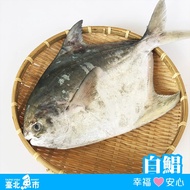 【臺北魚市】 白鯧(500g~550g/尾) *2尾