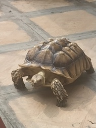 KURA KURA SULCATA DEWASA 38CM