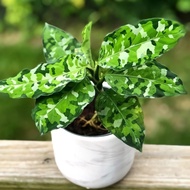 Aglaonema Pictum Tricolor