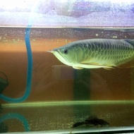 ikan arwana golden red ukuran 35 cm